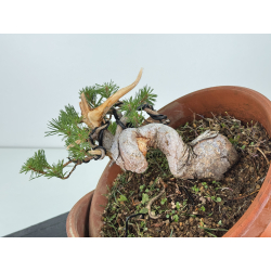 Pinus sylvestris -pino s- europeo- I-8118 vista 3
