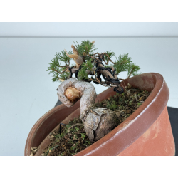 Pinus sylvestris -pino s- europeo- I-8118 vista 4