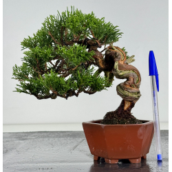 Juniperus chinensis itoigawa I-7895