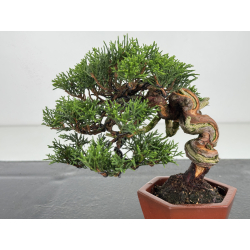 Juniperus chinensis itoigawa I-7895 vista 2