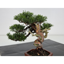 Juniperus chinensis itoigawa I-7895 vista 3