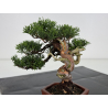 Juniperus chinensis itoigawa I-7895 vista 3