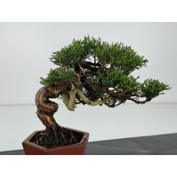 Juniperus chinensis itoigawa I-7895 vista 4