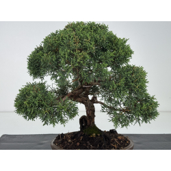 Juniperus chinensis kishu I-8119 vista 2