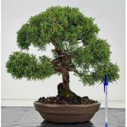 Juniperus chinensis kishu I-8119