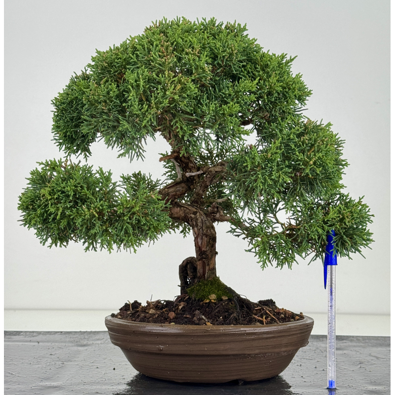 Juniperus chinensis kishu I-8119 Juniperus chinensis kishu I-8119