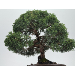 Juniperus chinensis kishu I-8119 vista 3