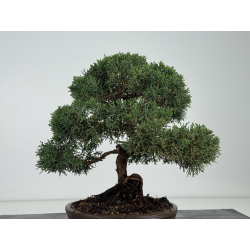 Juniperus chinensis kishu I-8119 vista 4