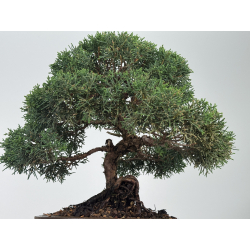 Juniperus chinensis kishu I-8119 vista 5