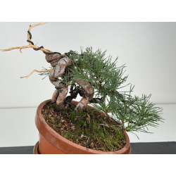 Pinus sylvestris -pino s- europeo- I-8120 vista 2
