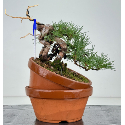 Pinus sylvestris -pino s- europeo- I-8120