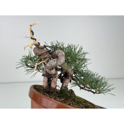 Pinus sylvestris -pino s- europeo- I-8120 vista 3