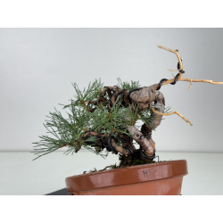 Pinus sylvestris -pino s- europeo- I-8120 vista 4