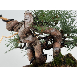 Pinus sylvestris -pino s- europeo- I-8120 vista 5