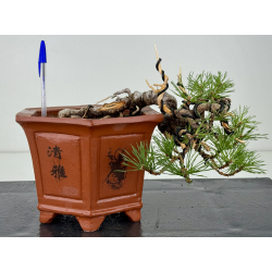 Pinus sylvestris -pino s- europeo- I-8121