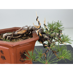 Pinus sylvestris -pino s- europeo- I-8121 vista 2