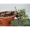 Pinus sylvestris -pino s- europeo- I-8121 vista 2