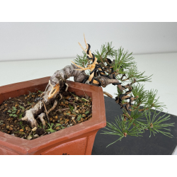Pinus sylvestris -pino s- europeo- I-8121 vista 3