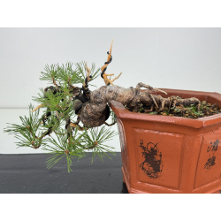 Pinus sylvestris -pino s- europeo- I-8121 vista 4