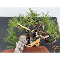 Pinus sylvestris -pino s- europeo- I-8121 vista 5