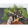 Pinus sylvestris -pino s- europeo- I-8121 vista 5