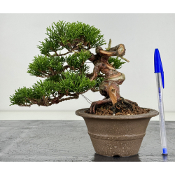 Juniperus chinensis itoigawa I-7894