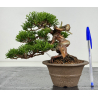 Juniperus chinensis itoigawa I-7894
