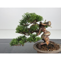 Juniperus chinensis itoigawa I-7894 vista 2
