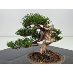 Juniperus chinensis itoigawa I-7894 vista 3