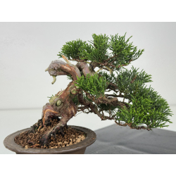 Juniperus chinensis itoigawa I-7894 vista 4