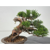 Juniperus chinensis itoigawa I-7894 vista 4