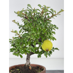 Chaenomeles chojubai I-8125 vista 2