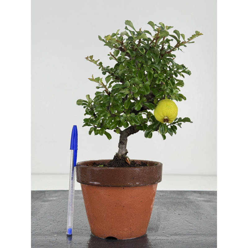 Chaenomeles chojubai I-8125
