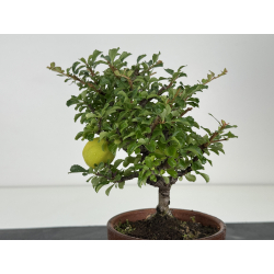 Chaenomeles chojubai I-8125 vista 3