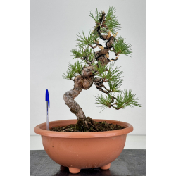 Pinus sylvestris -pino s- europeo- I-8122