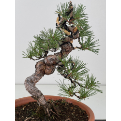 Pinus sylvestris -pino s- europeo- I-8122 vista 2