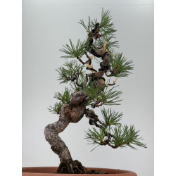 Pinus sylvestris -pino s- europeo- I-8122 vista 3