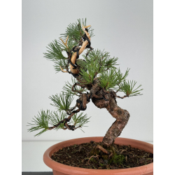 Pinus sylvestris -pino s- europeo- I-8122 vista 4