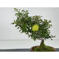 Chaenomeles chojubai I-8126 vista 2