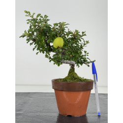 Chaenomeles chojubai I-8126