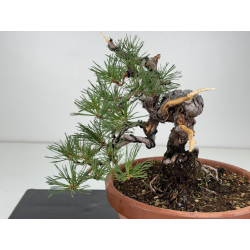 Pinus sylvestris -pino s- europeo- I-8123 vista 2