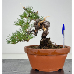 Pinus sylvestris -pino s- europeo- I-8123