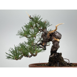Pinus sylvestris -pino s- europeo- I-8123 vista 3