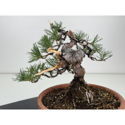 Pinus sylvestris -pino s- europeo- I-8123 vista 4