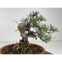 Pinus sylvestris -pino s- europeo- I-8123 vista 5
