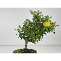 Chaenomeles chojubai I-8127 vista 2