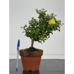 Chaenomeles chojubai I-8127
