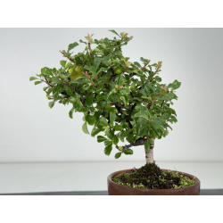 Chaenomeles chojubai I-8127 vista 3