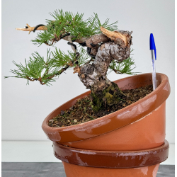 Pinus sylvestris -pino s- europeo- I-8124
