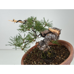 Pinus sylvestris I-8124 vista 2